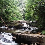 Stream in Sinharaja