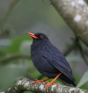 Srilanka Nature Sounds