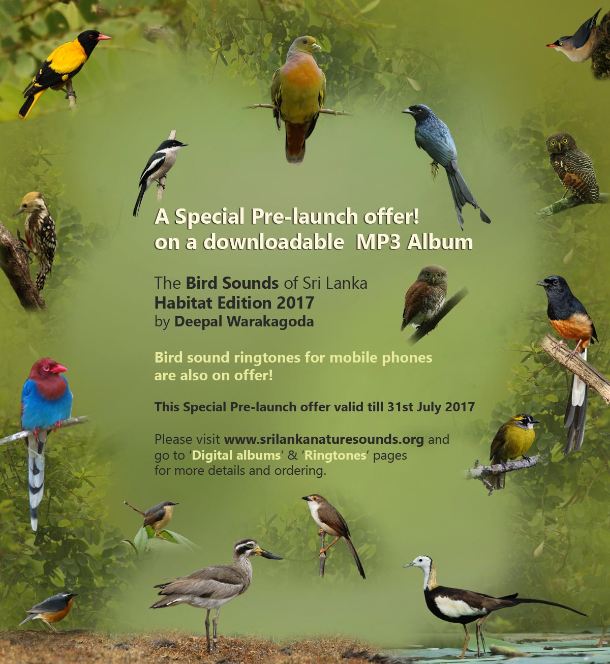 bird sounds of Sri Lanka | Sri Lanka Nature Sounds