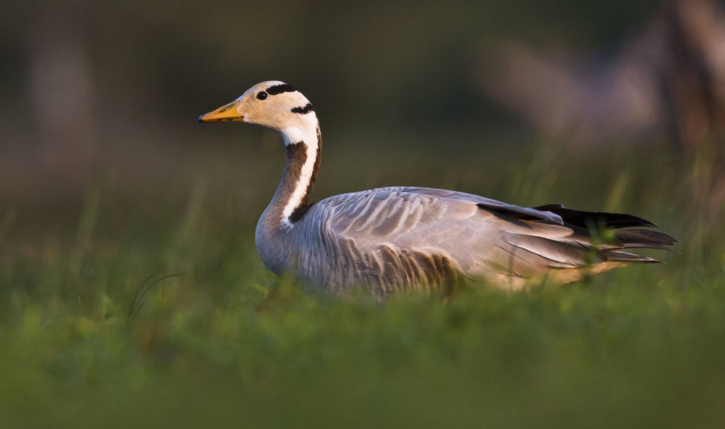 Bar-headed Goose at Korakulam. Pix by Sudheera Bandara.