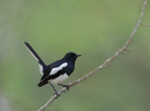 Oriental Magpie-robin